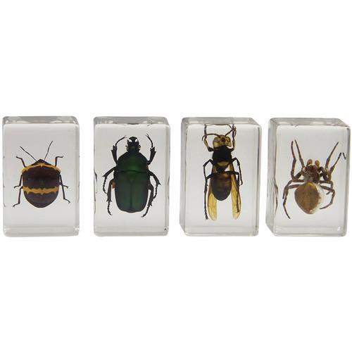 Celestron  3D Bug Specimen Kit #2 44408