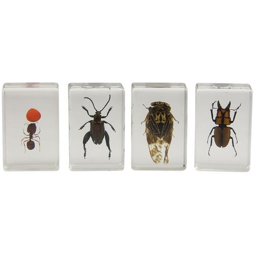 Celestron  3D Bug Specimen Kit #3 44409, Celestron, 3D, Bug, Specimen, Kit, #3, 44409, Video